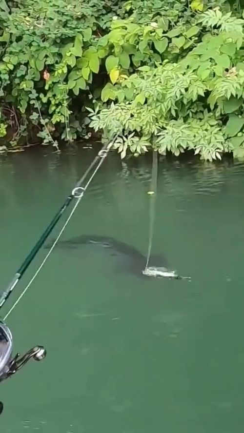 釣魚就是這么容易