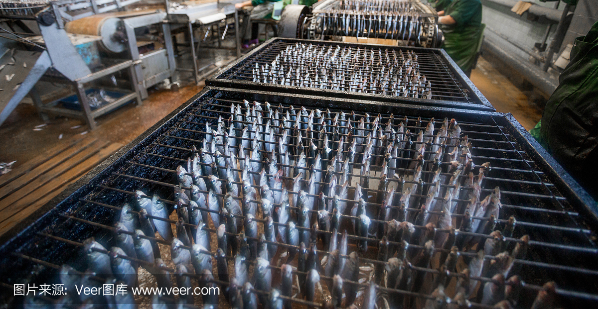 魚(yú)苗加工廠、罐頭廠、煎魚(yú)廠