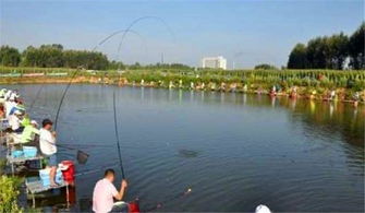 在黑坑垂釣想釣到更多的魚,就得用這款珍藏多年的自制小藥