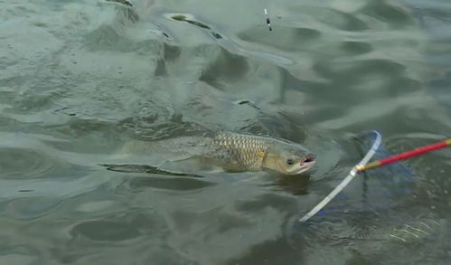 這些生活中常見的食品添加劑,卻也是釣魚中最為有效的餌料輔助品