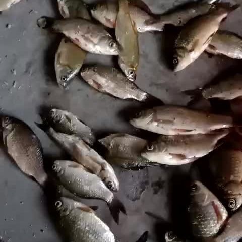 打窩料野釣酒米底窩通殺鯽魚餌大物黑坑鯽鯉魚窩料釣魚裝備食用品