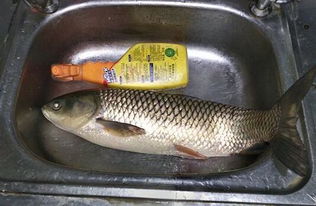 釣魚高手分享的秋季狂釣大鯉魚的商品餌配方