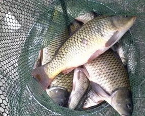 商品餌面前,我們釣魚人該怎么選擇 調制呢