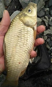 揚竿中魚 冬季野釣大鯽魚的一些技巧及細節,保你可以釣得盆滿缽滿