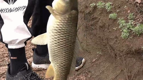 深秋釣鯉魚,能否用玉米 秋季用蚯蚓釣鯉魚,原來有這些好處