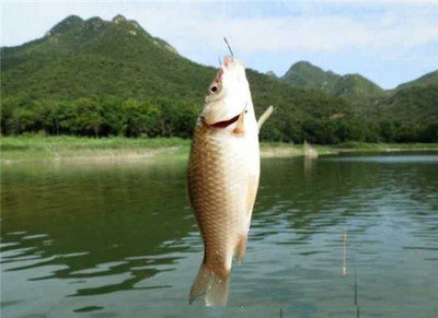 立秋釣魚之我見-