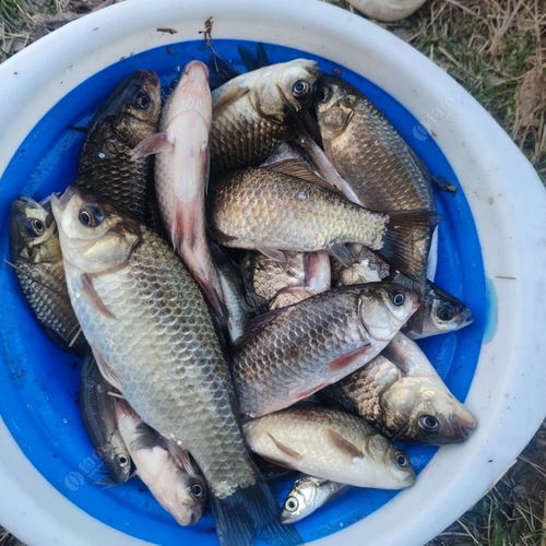 六日野戰,爽的一批 野釣的鯽魚就是給力 釣魚之家