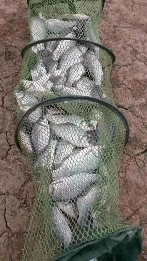 釣魚高手不小心泄露 商品餌里加點它們,鯽魚鯉魚搶著來咬鉤