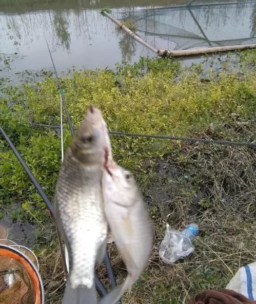 冬季超實(shí)用的垂釣小妙招,一一改進(jìn),效果大有改變