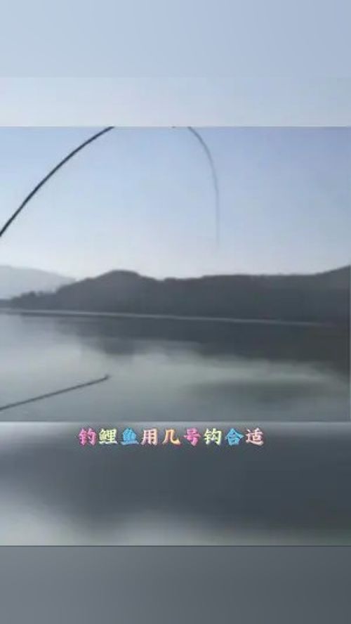 釣鯉魚必須得是伊勢尼,釣友們都用幾號呢 釣魚 漁具用品