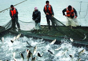 井研縣 規模與效益 井研縣合力唱好綠色戲