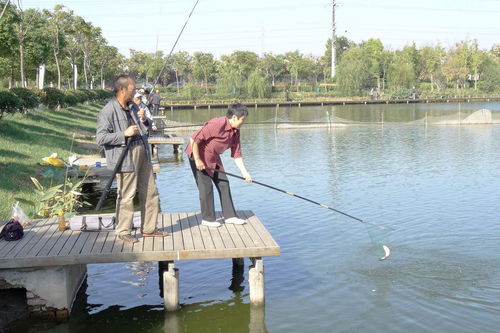 釣魚時如何打窩才能聚魚多 能夠讓魚群快速聚集的物質