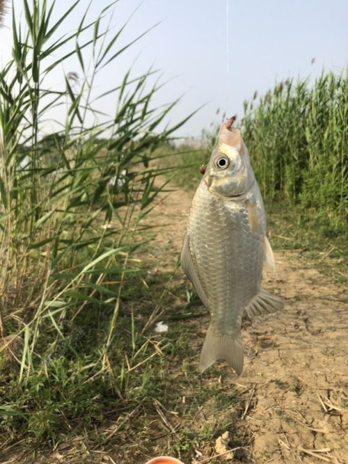 2021垂釣日志之36,成子湖遇西南風氣溫高魚口差