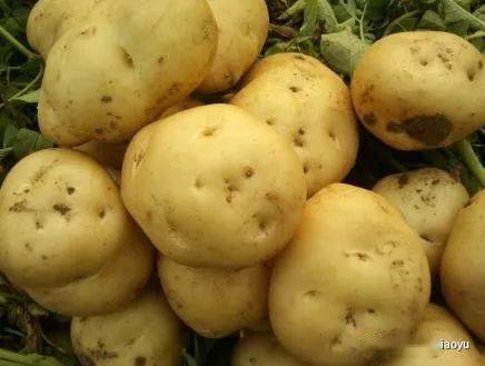 熱天釣魚別用蚯蚓了,用上這一廚房小物,1次5滴,新手都能爆護