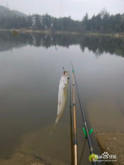 細數手桿釣魚的反常現象