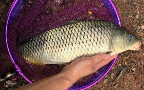 海竿垂釣中抄網的使用與注意事項