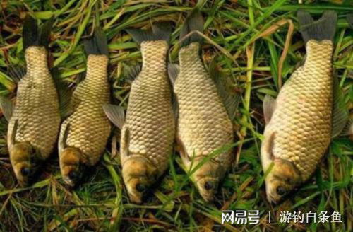 重塑爆護信心 對加維生素釣魚的疑問解析